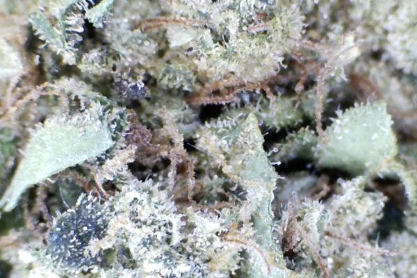 Gelato Runtz. by: Humboldt farms